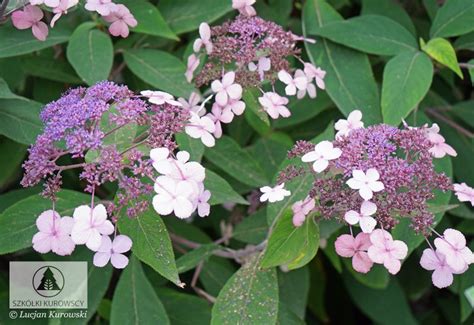 Hydrangea Aspera Velvet And Lace Hortensja Kosmata Velvet And Lace