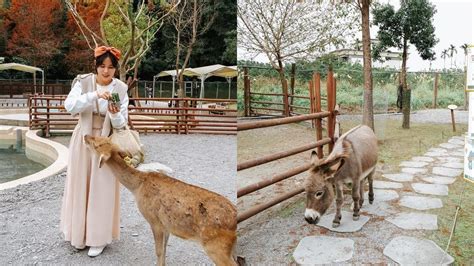 「斑比山丘」宜蘭迷人動物樂園｜專屬設計爲你帶來可愛生活小物，零距離互動體驗療癒滿滿！ 現在夯什麼