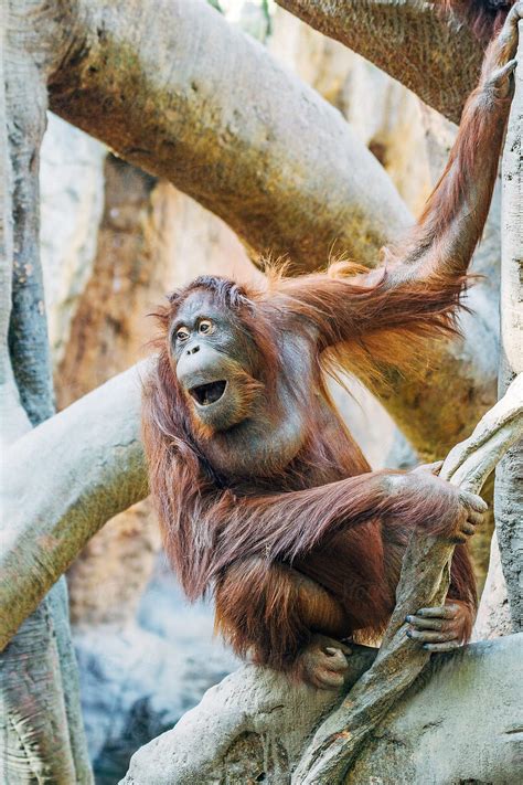 Orangutan Grimacing With Mouth By Stocksy Contributor Acalu Studio