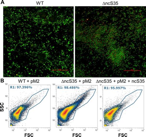 Cell Aggregation In Biofilms And Planktonic Culture A Confocal Laser