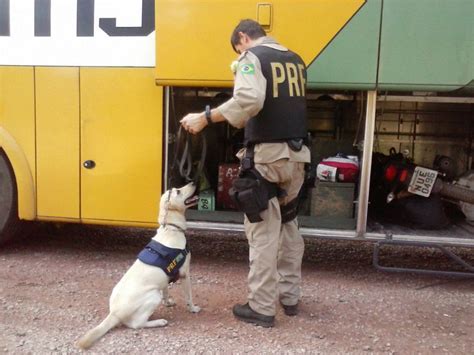 Cães Farejadores Da Prf Ajudam Policiais A Encontrar Arma E Droga