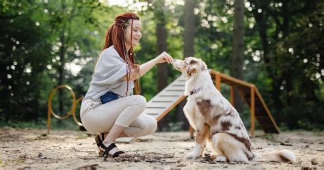 Working Dog Breeds: Breed Traits And Characteristics