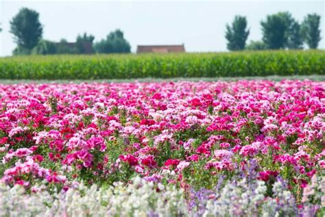 Clarkia Flower Meaning, Symbolism, Uses, and Growing Tips - Petal Republic