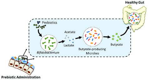 Cross Feeding Effect Between Bifidobacterium And Butyrate Producing