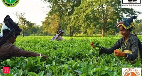 Assam Tea Industry 200 Years And Counting Assams Tea Industry Continues Glory Run The