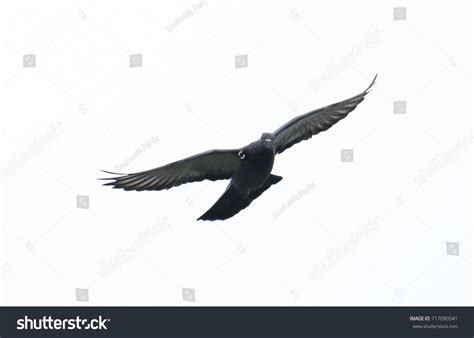 Pigeon Flying Sky Full Speed Racing Stock Photo 717090541 | Shutterstock