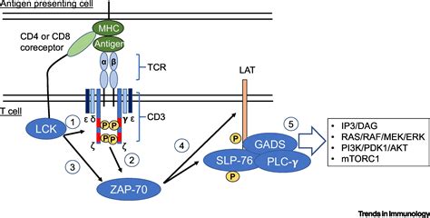 The Role Of CD8 Downregulation During Thymocyte Differentiation Trends