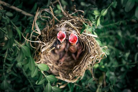 Bird Nesting Season Laws Prevention Advice Integrum