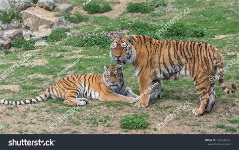 600 Tiger Tigress Love Images, Stock Photos & Vectors | Shutterstock