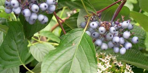 Cornus sericea: Red Twig Dogwood | Portland Nursery