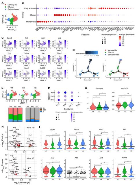 Jci The Druggable Transcription Factor Fli 1 Regulates T Cell Immunity And Tolerance In Graft