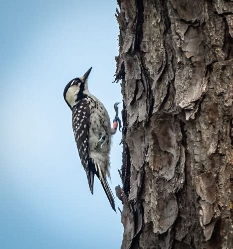 Red Cockaded Woodpecker Owen Deutsch Photography