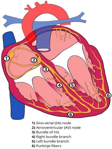 Normal Cardiac Conduction System Download Scientific Diagram