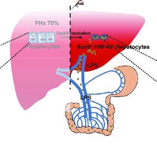 Sox9 HNF4α hepatocytes are involved in liver regeneration after