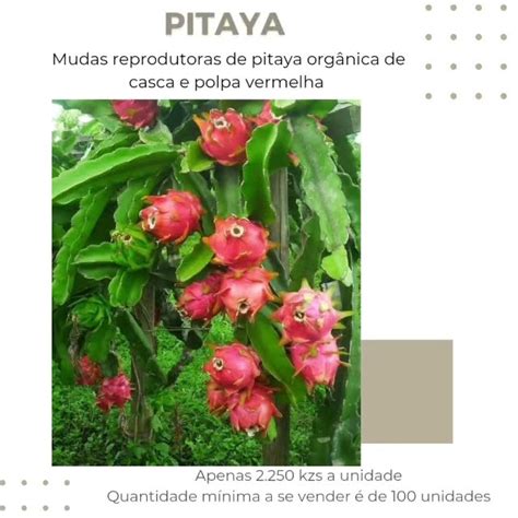 Mudas Reprodutoras De Pitaya De Casca E Polpa Vermelha Hylocereus