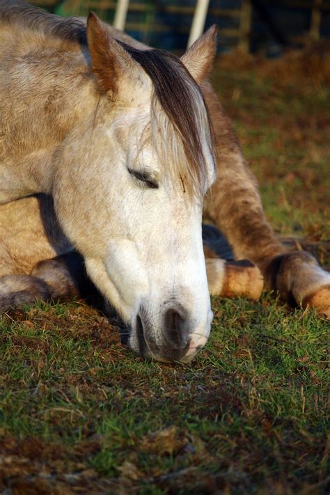 Sleepy Head Understanding Your Horses Sleeping Patterns