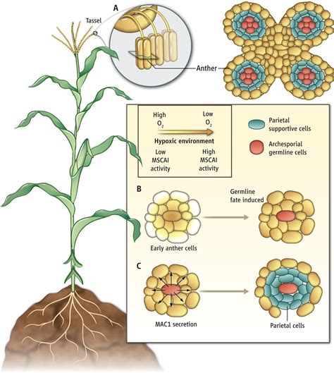 Defining The Plant Germ LineNature Or Nurture Science