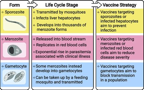 Vaccine Strategies Against Different Life Cycle Stages Of Plasmodium Download Scientific