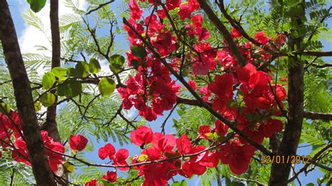 Fleurs en été Photo stock libre - Public Domain Pictures