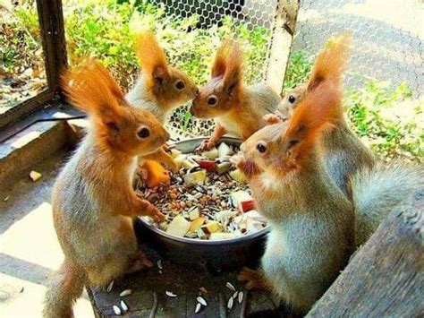 Tea Party Squirrel Animals Beautiful Squirrel Pictures