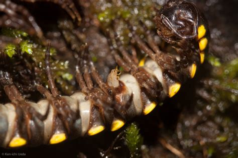 Yellow Spotted Millipede Millipedes Of The Bay Area · Inaturalist