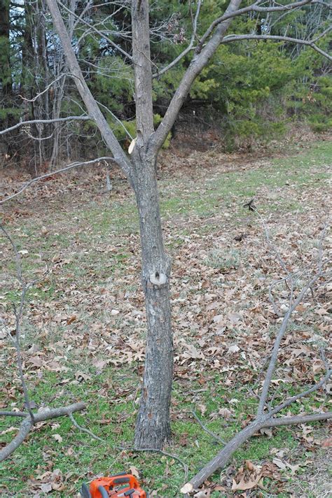 Northern Pecans: Dormant pecan tree pruning