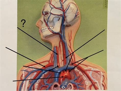 A P II LAB Blood Vessel Labeling Arteries Veins Flashcards Quizlet