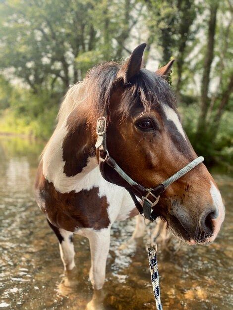 Premium Photo | Mustang horse