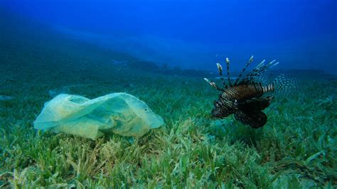 Plastikplanet Noch Ein M Llstrudel Im Pazifik Spektrum Der Wissenschaft