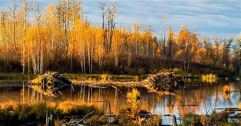 Beaver Dams In Elk Island National Park Album On Imgur