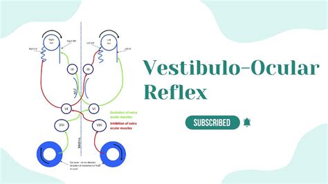 Vestibulo Ocular Reflex VOR Gain VOR Phase Push And Pull Mechanism