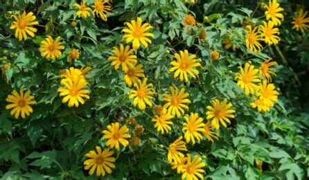 Tithonia Diversifolia A Comprehensive Guide