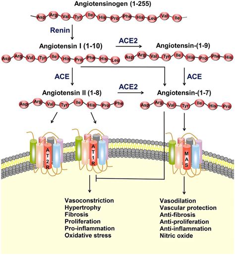 The Reninangiotensin System Ras And Ace Angiotensin Mas