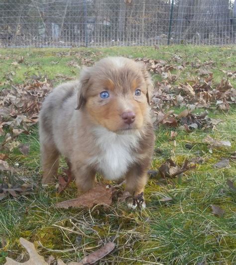 Toy Australian Shepherd Puppies For Sale Graham NC 180522