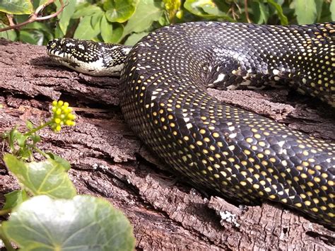 Diamond Python From Mount Keira Nsw Australia On May At