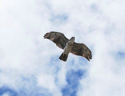 Hawaiian Hawk – birdfinding.info