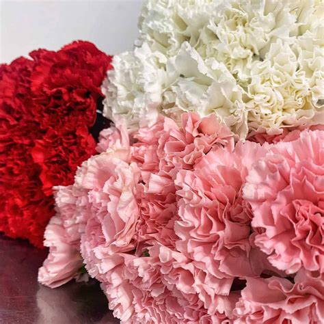 Carnations By Colour Frans Flowers