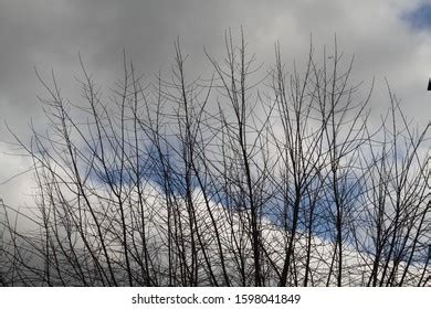 Naked Branches Without Leaves During Winter库存照片1598041852 Shutterstock