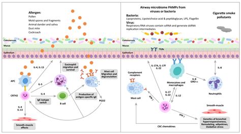 Pharmaceutics Free Full Text Chronic Inflammatory Diseases Anti