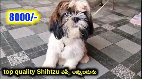 Top Quality Shihtzu Puppy For Sale In Telugu Aj Pets Youtube