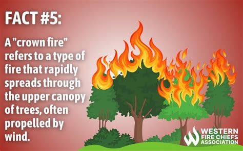 7 Facts About Wildfires You Should Know | WFCA