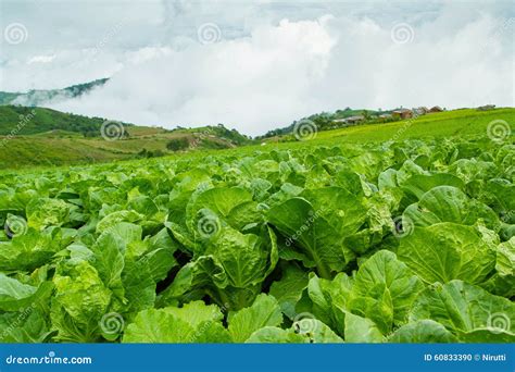 Turnips Farm Stock Photo Image Of Green Beets Blue 60833390