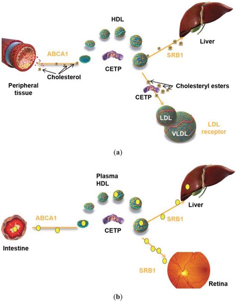 Biology Free Full Text Will Lipidation Of Apoa1 Through Interaction