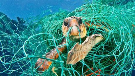 Plastikmüll im Meer WWF Junior