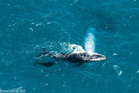 Киты на Камчатке | Kamchatkaland