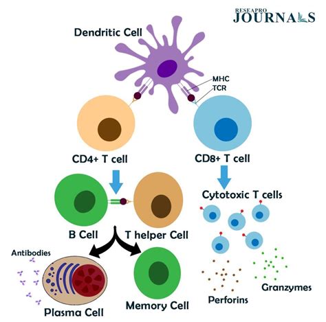 Dendritic Cells Guiding T Cells To Fight Foreign Threats