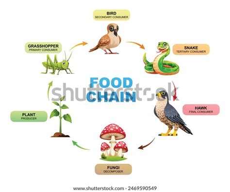 Food Chain Diagram Showing Relationships Between Stock Vector (Royalty ...