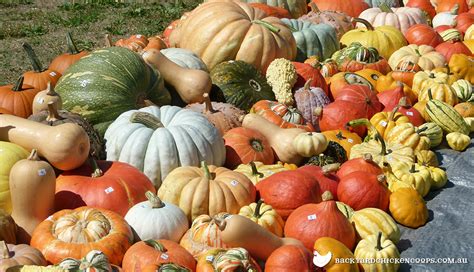 pumpkin varieties chart