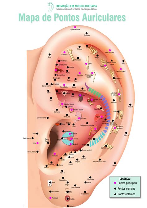 Mapa Aur Culo Sus Auriculoterapia