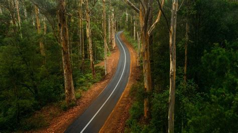 Winding Road Through The Forest In The Greater Beedleup National Park